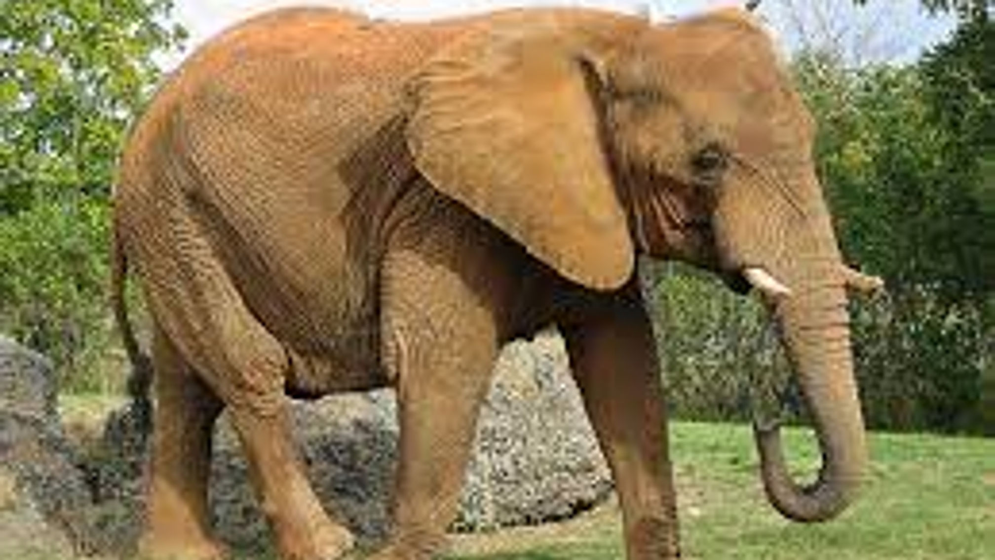 Nao imita l'elefante e fa la sua danza preferita